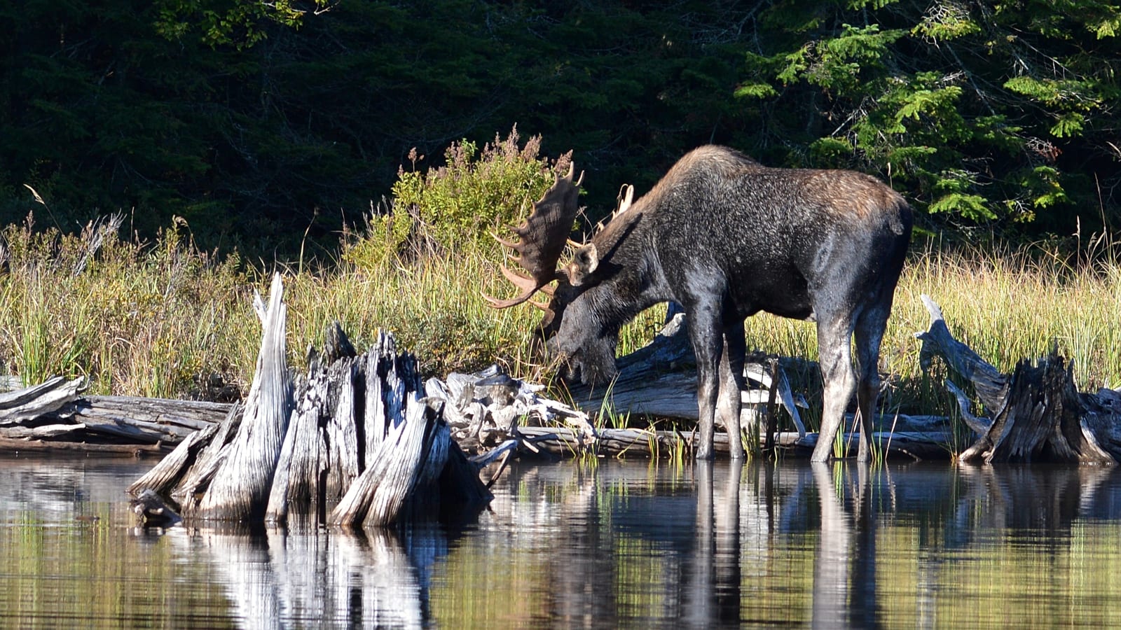 Bull moose feeding beside a pond
