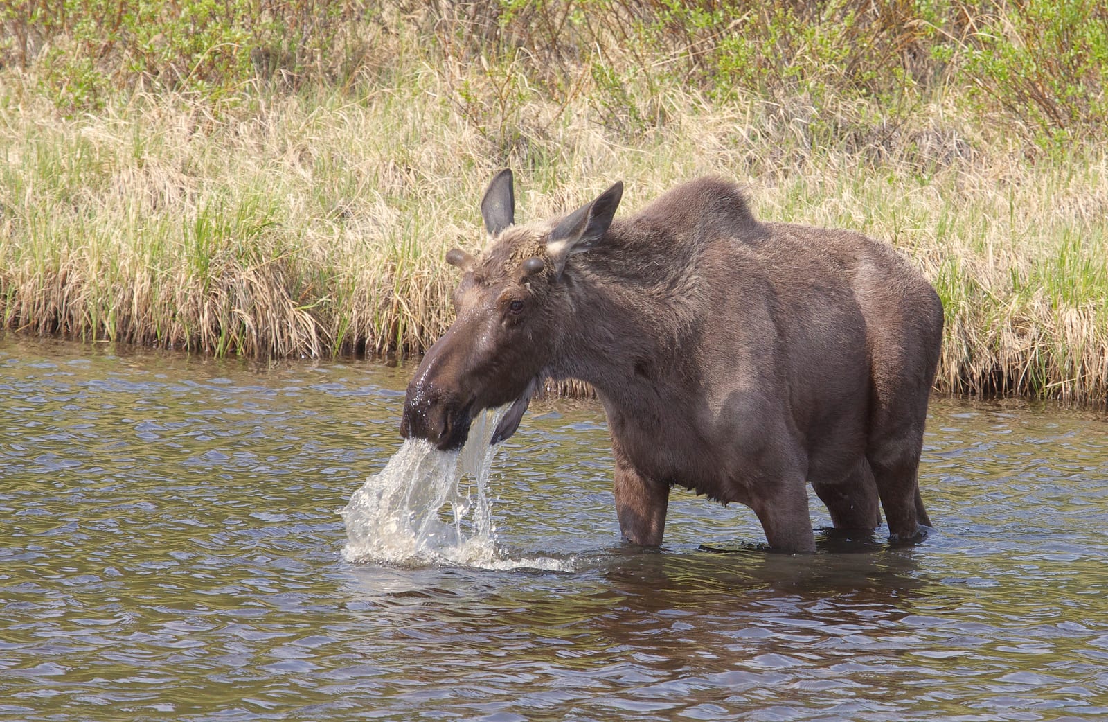 Moose lifting its head from shallow water