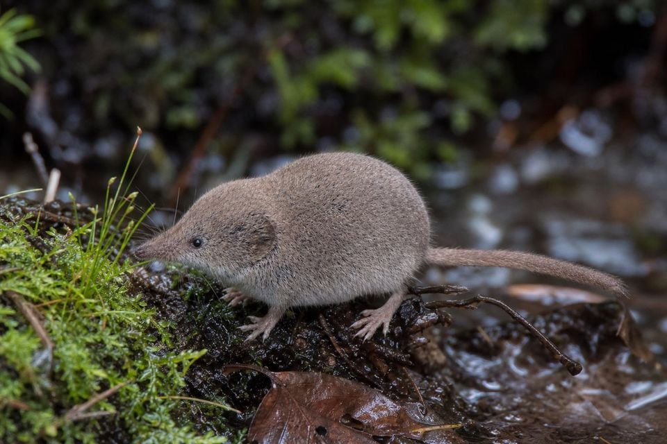 AI-generated image: Mount Lyell Shrew in side profile on wet mossy bank. No public-domain photograph of this species exists. This image was generated with AI from verified reference material and reviewed by our editorial team for accuracy