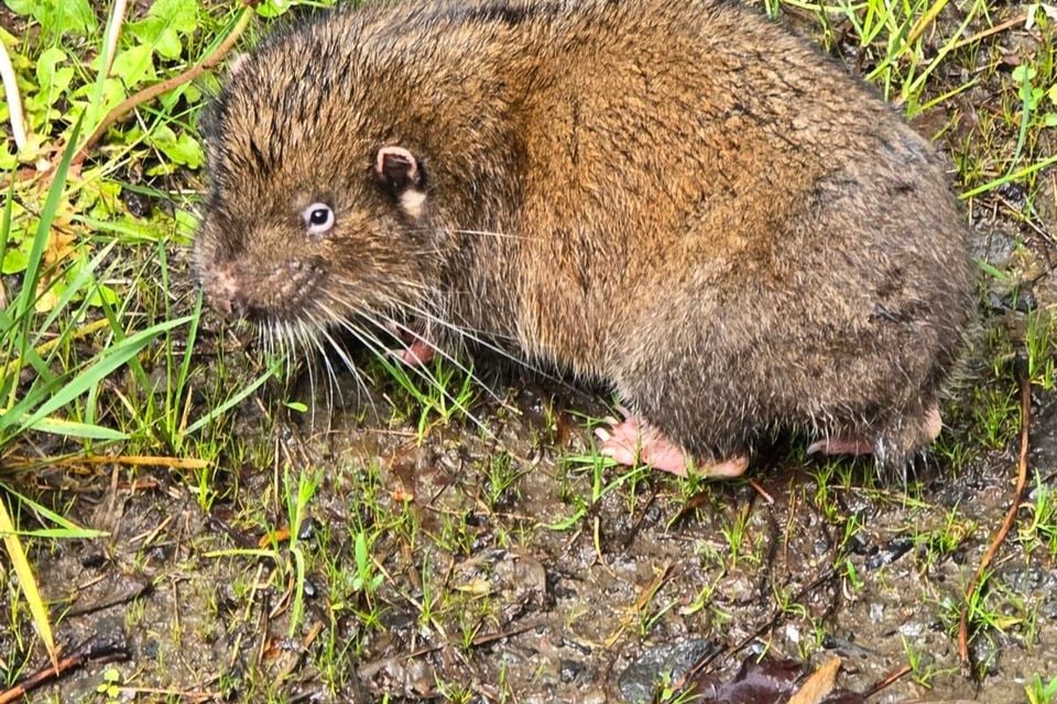 Live mountain beaver sitting alert on damp grassy ground in daylight