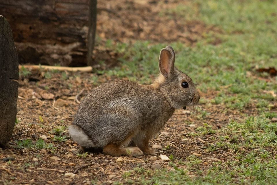 Mountain cottontail in dry western woodland edge