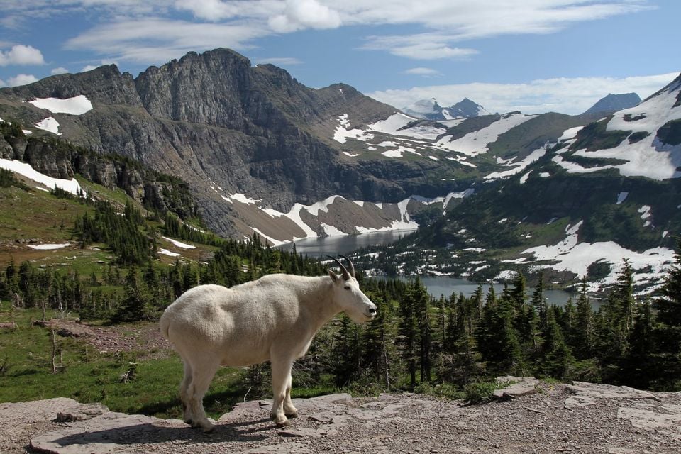 Mountain goat standing on a rocky overlook above Hidden Lake in Glacier National Park with snow-streaked peaks behind