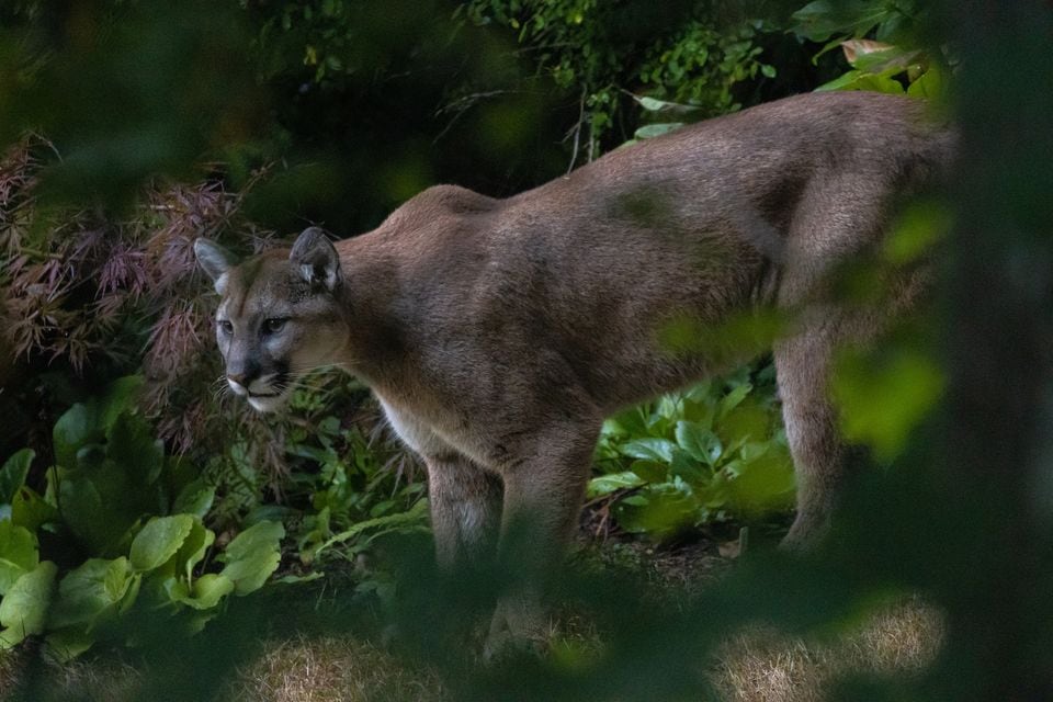 Mountain Lion (Puma concolor)