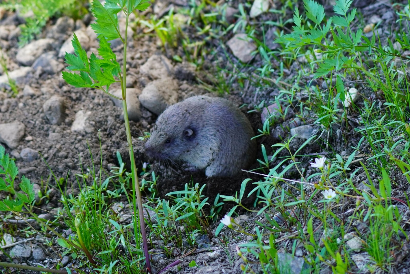 Live mountain pocket gopher sitting alert at a burrow entrance amid bare soil and small flowers