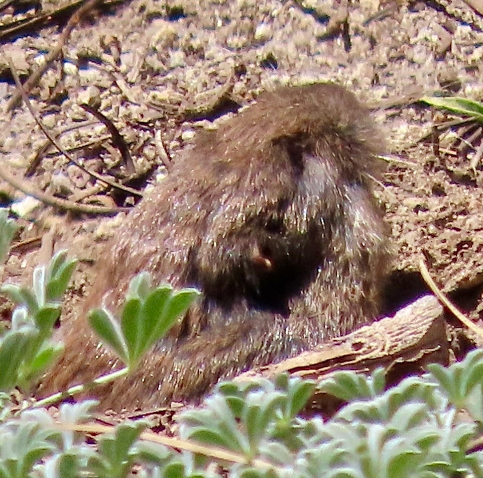 Live mountain pocket gopher facing the camera at its burrow entrance in bare soil, with low green plants in the foreground