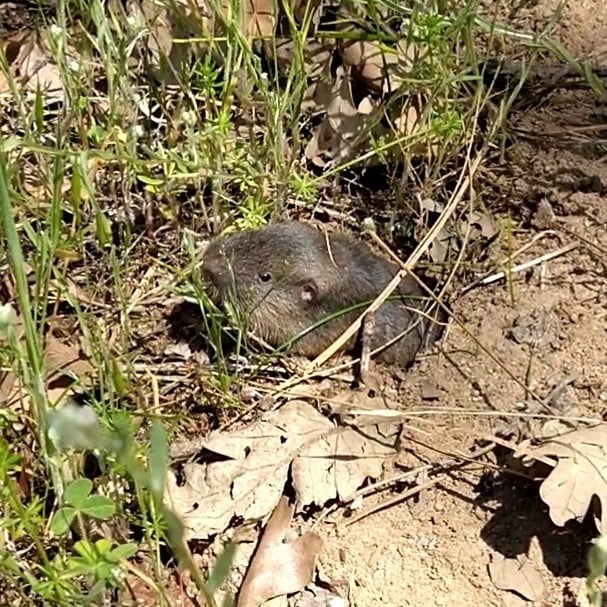 Live mountain pocket gopher peering out of a burrow entrance among grass stems and oak leaves on a sunny slope