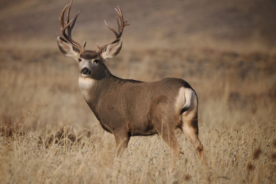 Mule Deer (Odocoileus hemionus)