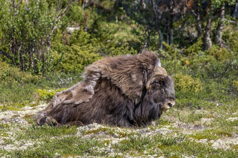 A resting musk ox with thick, molting fur on a mossy Arctic slope