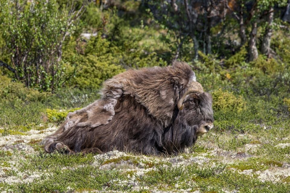 Muskox (Ovibos moschatus) male Dovrefjell 2