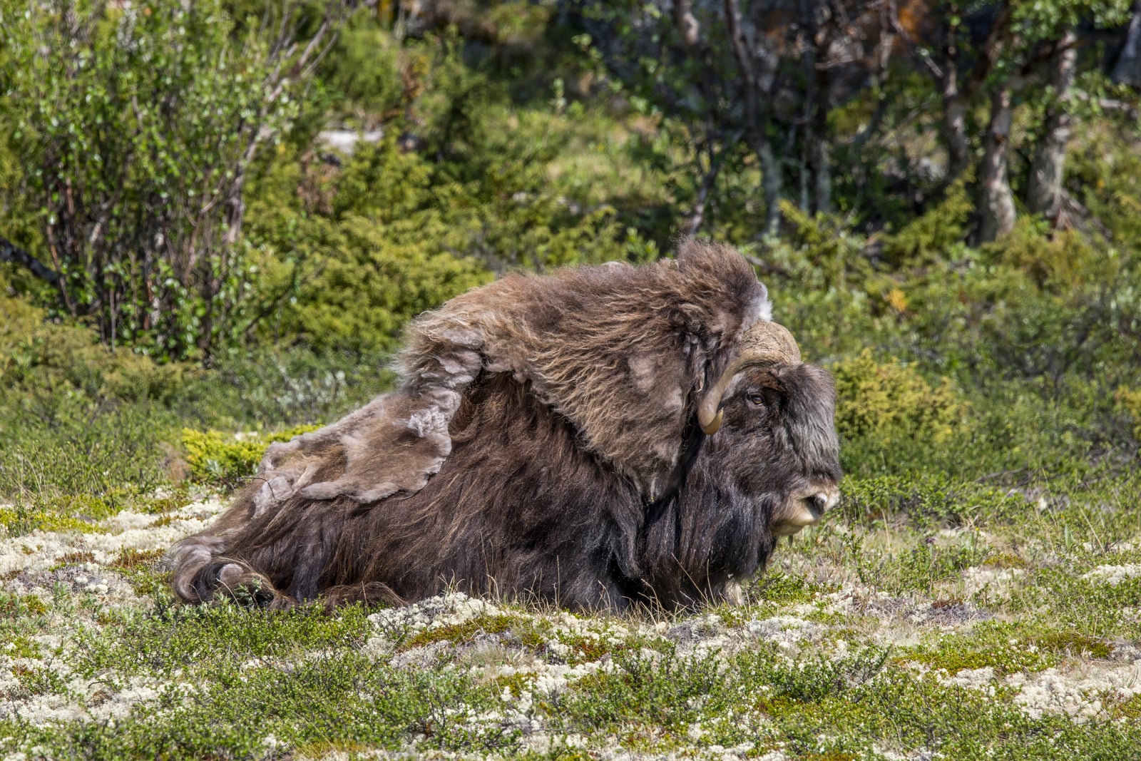 Muskox (Ovibos moschatus) male Dovrefjell 2