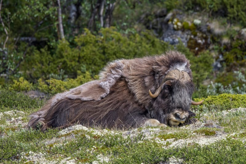 A musk ox resting on tundra shrubs, showing its down-curved horns and pale bony boss
