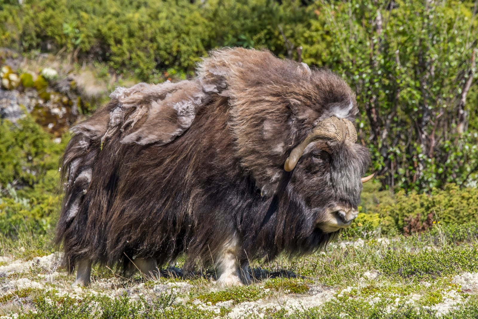 Muskox (Ovibos moschatus) male Dovrefjell 4