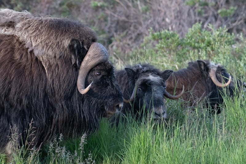 Three musk oxen standing close together in tall summer grass