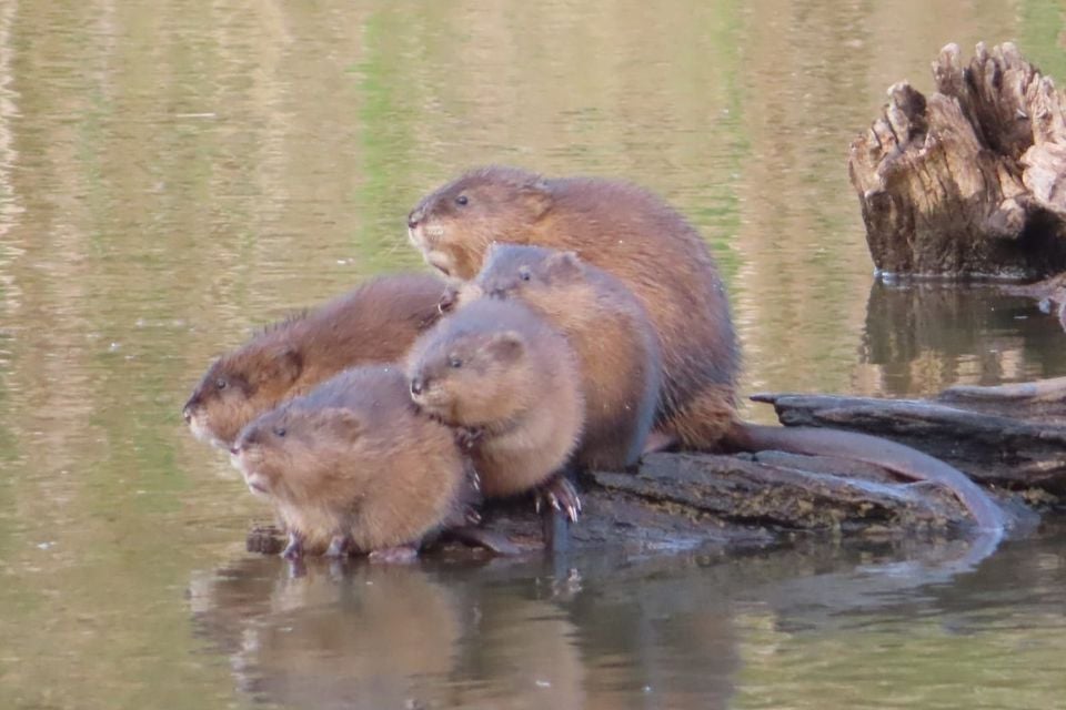 Muskrats resting on a floating log in open water