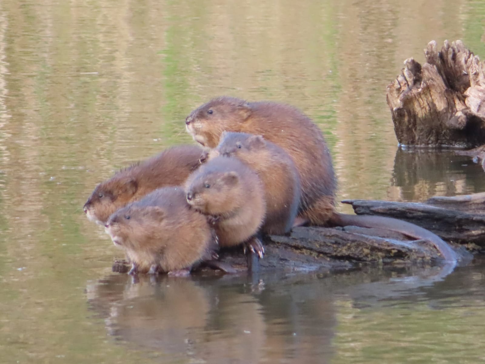 Muskrats resting on a floating log in open water