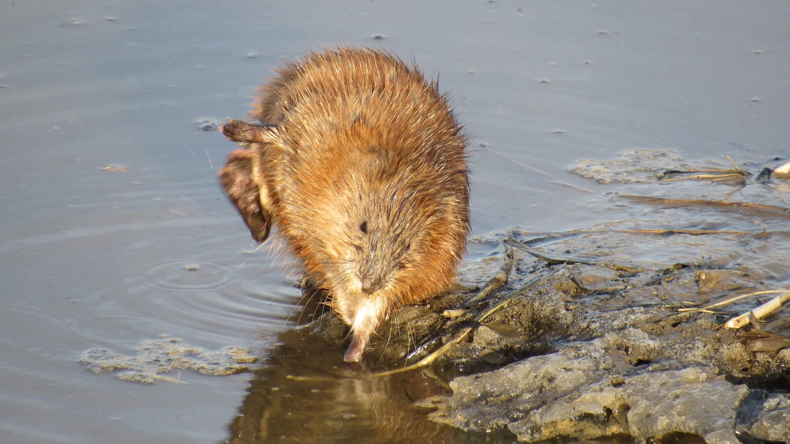 Muskrat swimming head-on through calm water