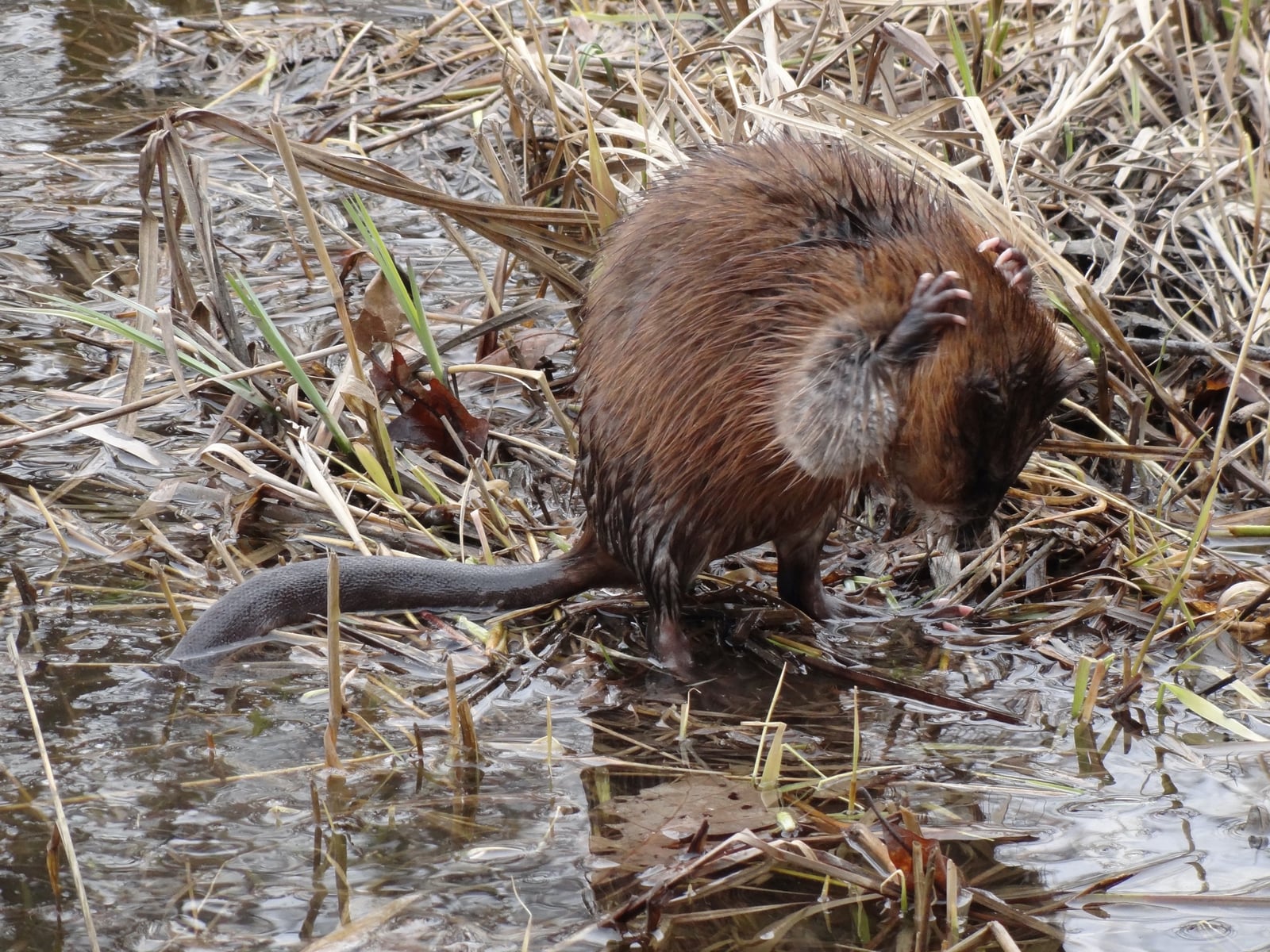 Live muskrat sitting on a grassy bank at the water edge