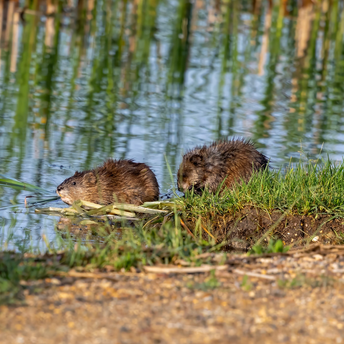 Two muskrats at a grassy water edge