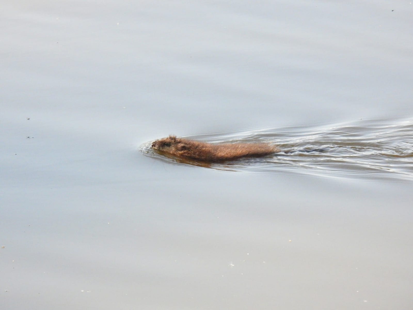 Muskrat swimming with a long narrow tail trailing behind