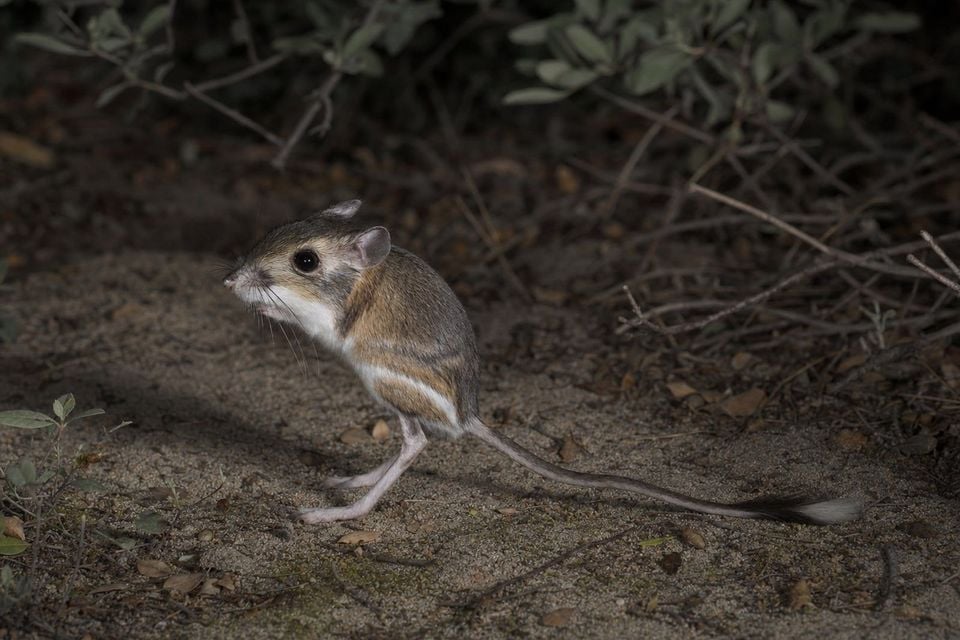 AI-generated image: Narrow-faced Kangaroo Rat in side profile on sandy scrubland at night. No public-domain photograph of this species exists. This image was generated with AI from verified reference material and reviewed by our editorial team for accuracy