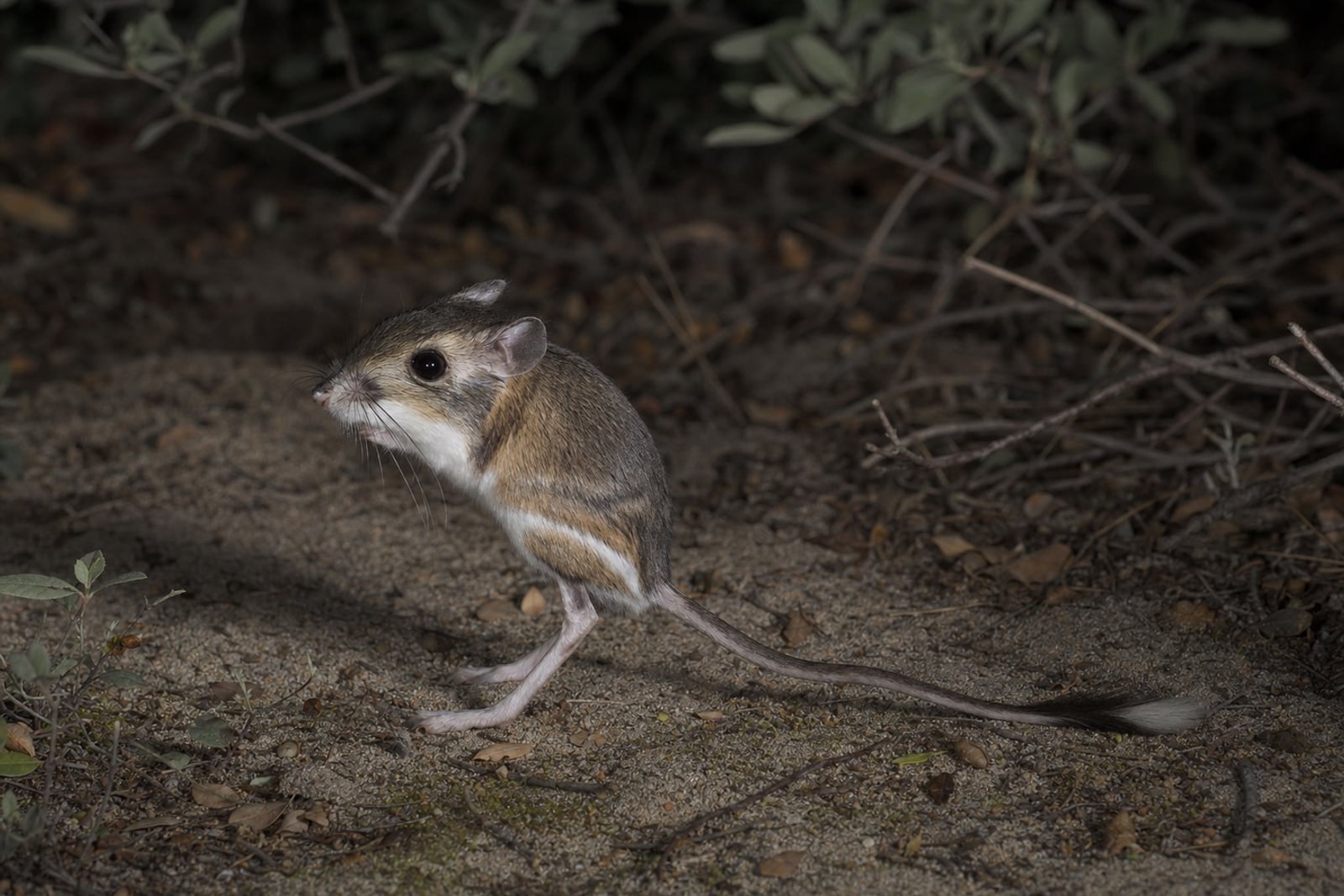 AI-generated image: Narrow-faced Kangaroo Rat in side profile on sandy scrubland at night. No public-domain photograph of this species exists. This image was generated with AI from verified reference material and reviewed by our editorial team for accuracy