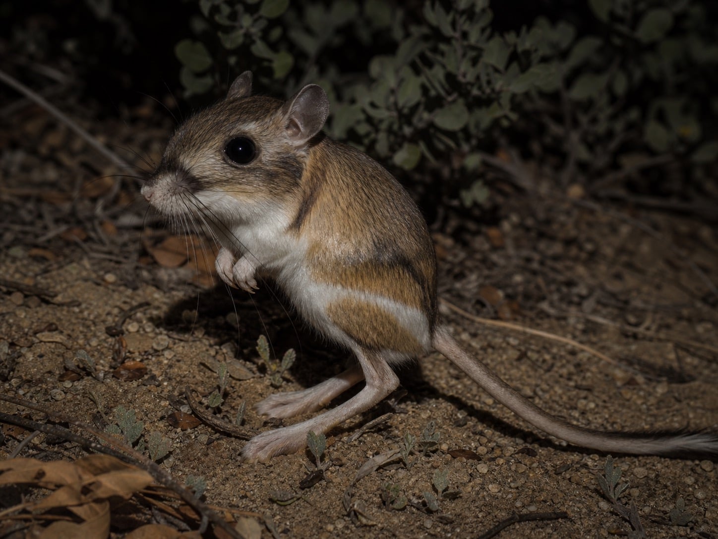 AI-generated image: Narrow-faced Kangaroo Rat close-up sitting upright on sandy ground at night. No public-domain photograph of this species exists. This image was generated with AI from verified reference material and reviewed by our editorial team for accuracy