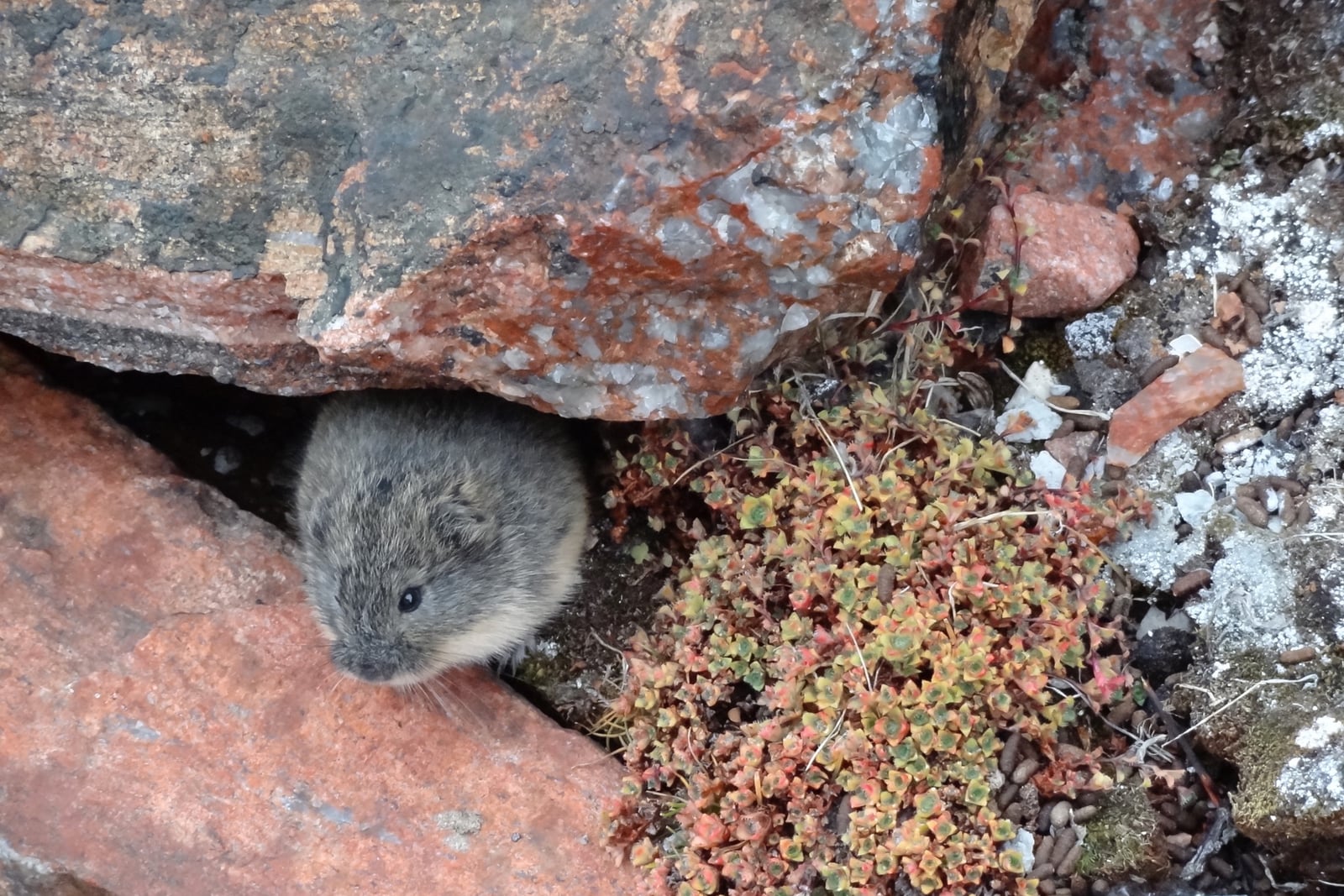 Nearctic Brown Lemming (Lemmus trimucronatus)