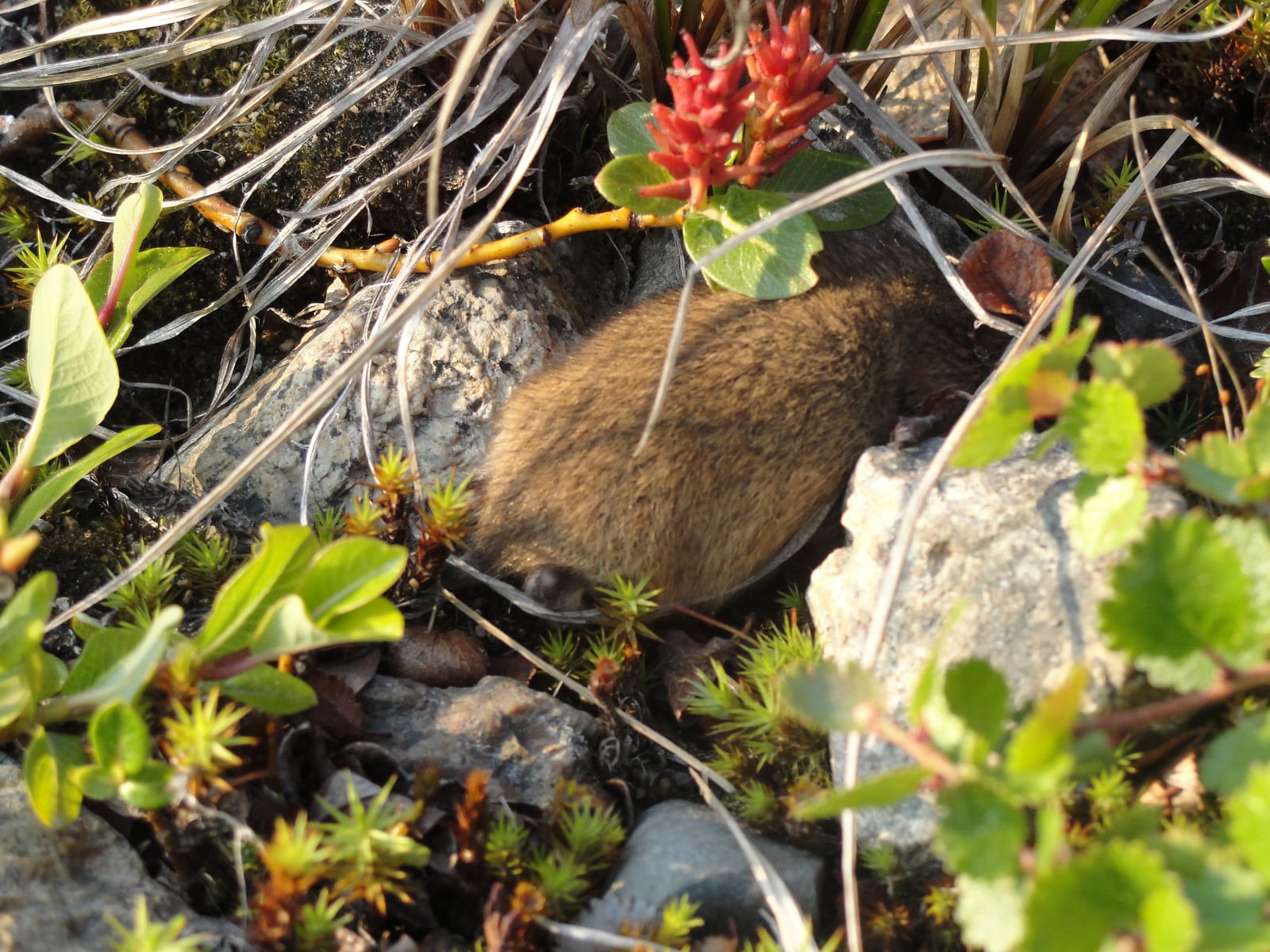 Nearctic Brown Lemming (Lemmus trimucronatus)