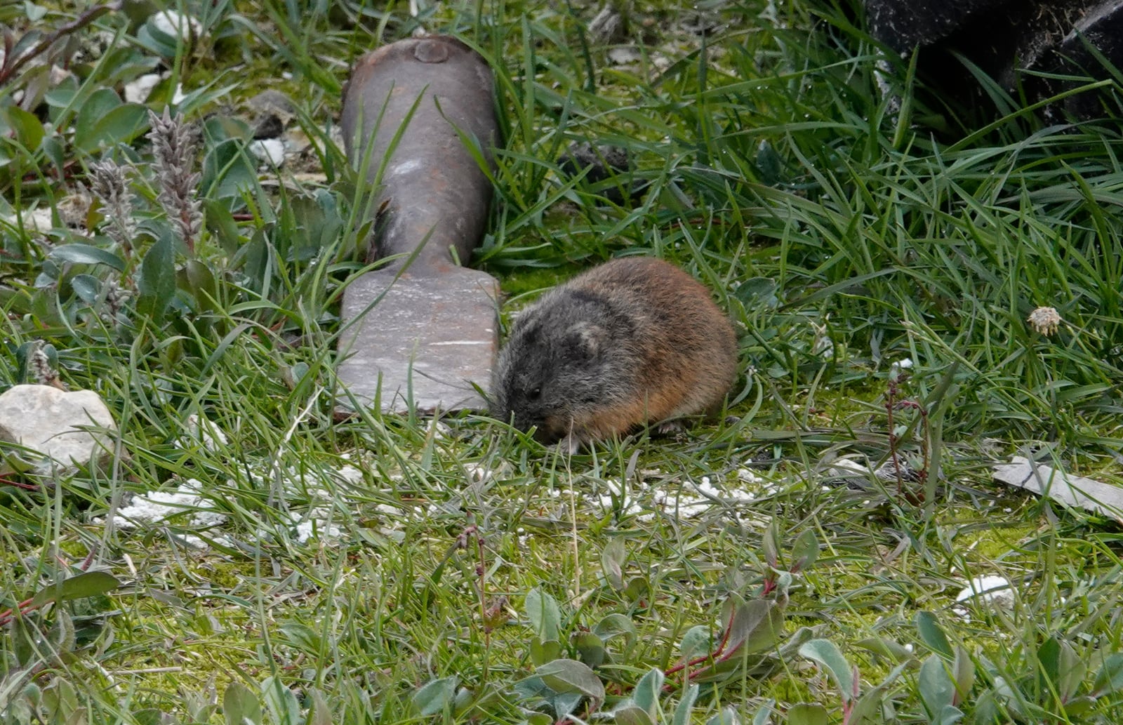 Nearctic Brown Lemming (Lemmus trimucronatus)