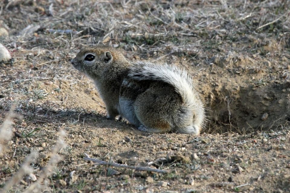 Ammospermophilus nelsoni