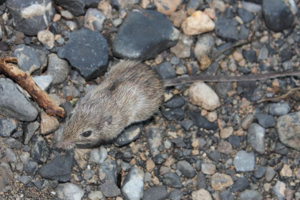 Nelson's Pocket Mouse (Chaetodipus nelsoni)
