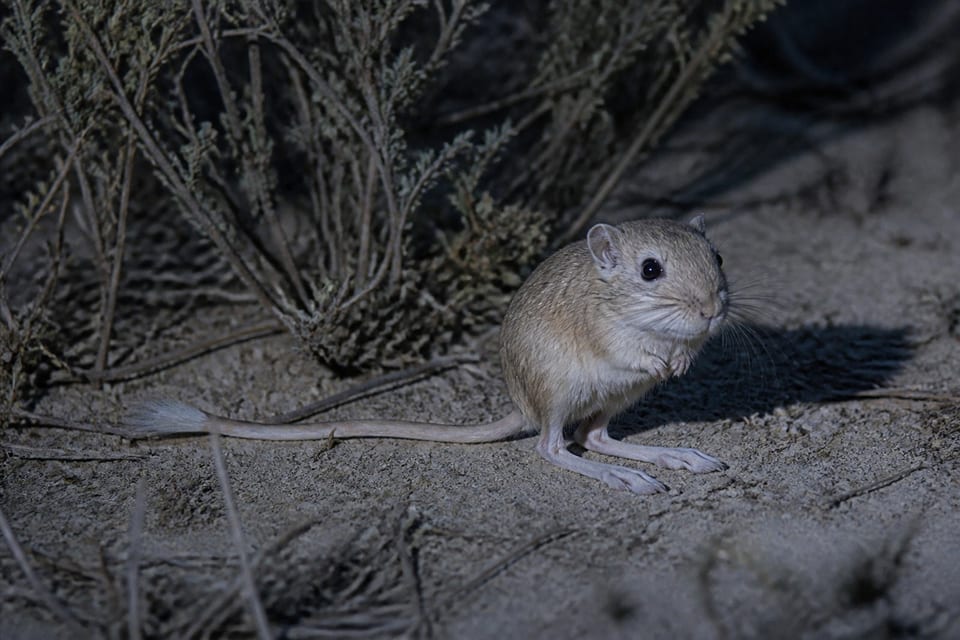 AI-generated image: Nevada Kangaroo Mouse sitting upright on its hind feet on sandy desert soil at night. No public-domain photograph of this species exists. This image was generated with AI from verified reference material and reviewed by our editorial team for accuracy.