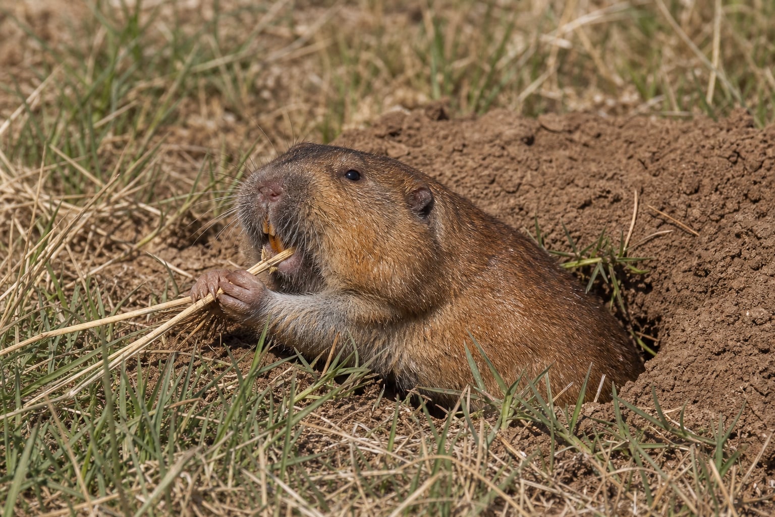 AI-generated image: New Mexico Pocket Gopher eating grass stems at burrow entrance in soil mound. No public-domain photograph of this species exists. This image was generated with AI from verified reference material and reviewed by our editorial team for accuracy