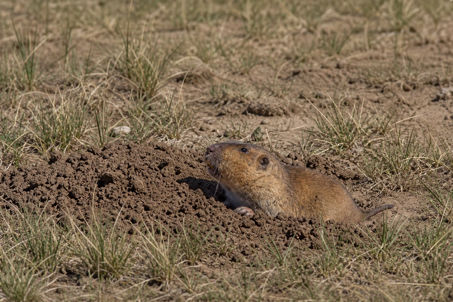AI-generated image: New Mexico Pocket Gopher emerging from burrow mound in sparse dry grassland. No public-domain photograph of this species exists. This image was generated with AI from verified reference material and reviewed by our editorial team for accuracy
