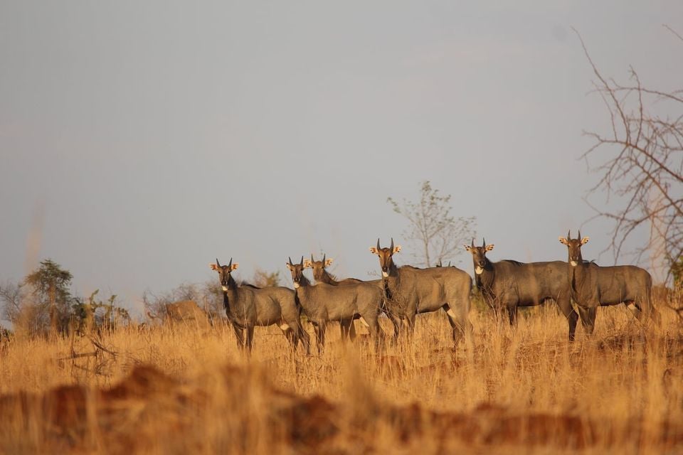 Nilgai (Boselaphus tragocamelus) in Gujarat