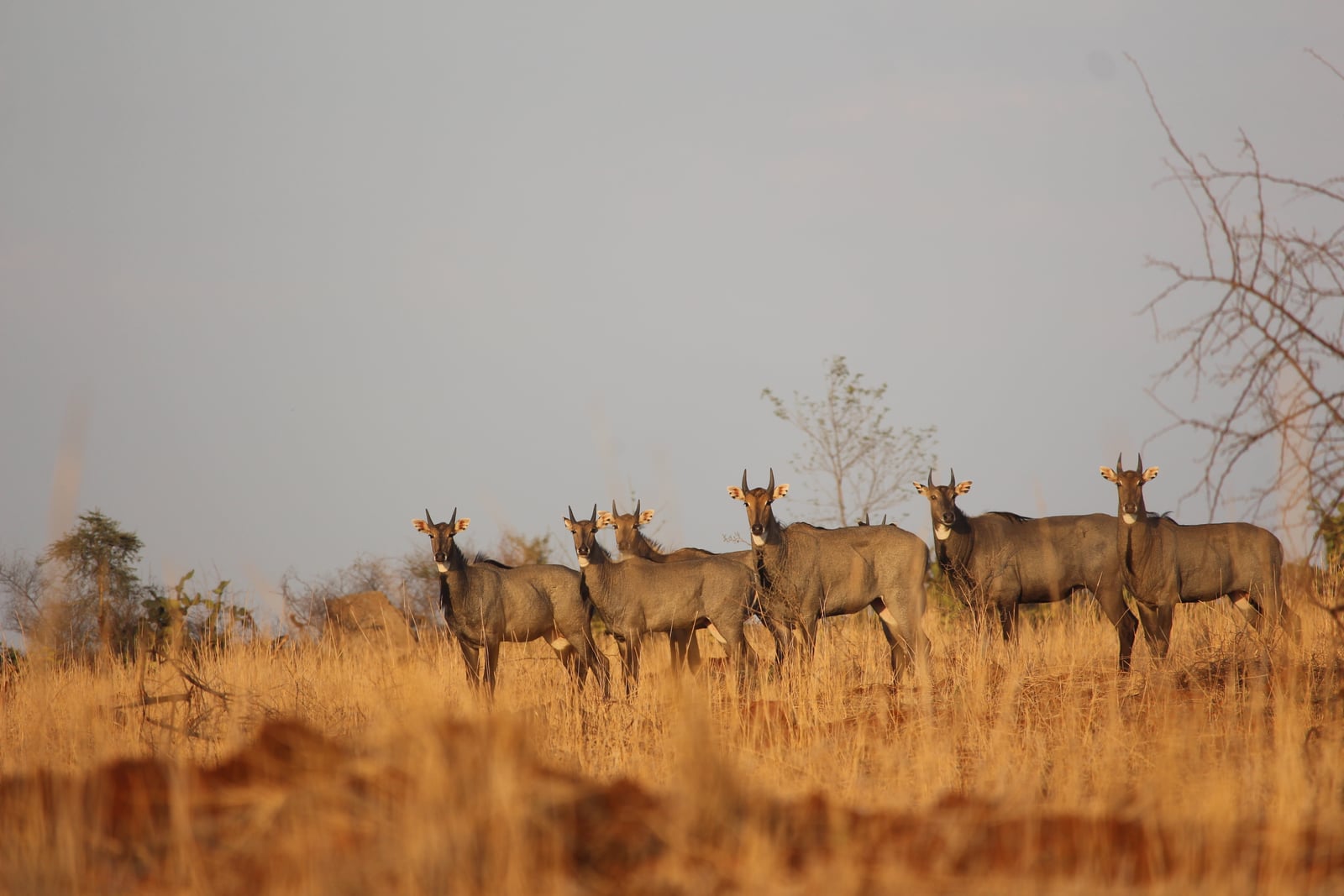 Nilgai (Boselaphus tragocamelus) in Gujarat