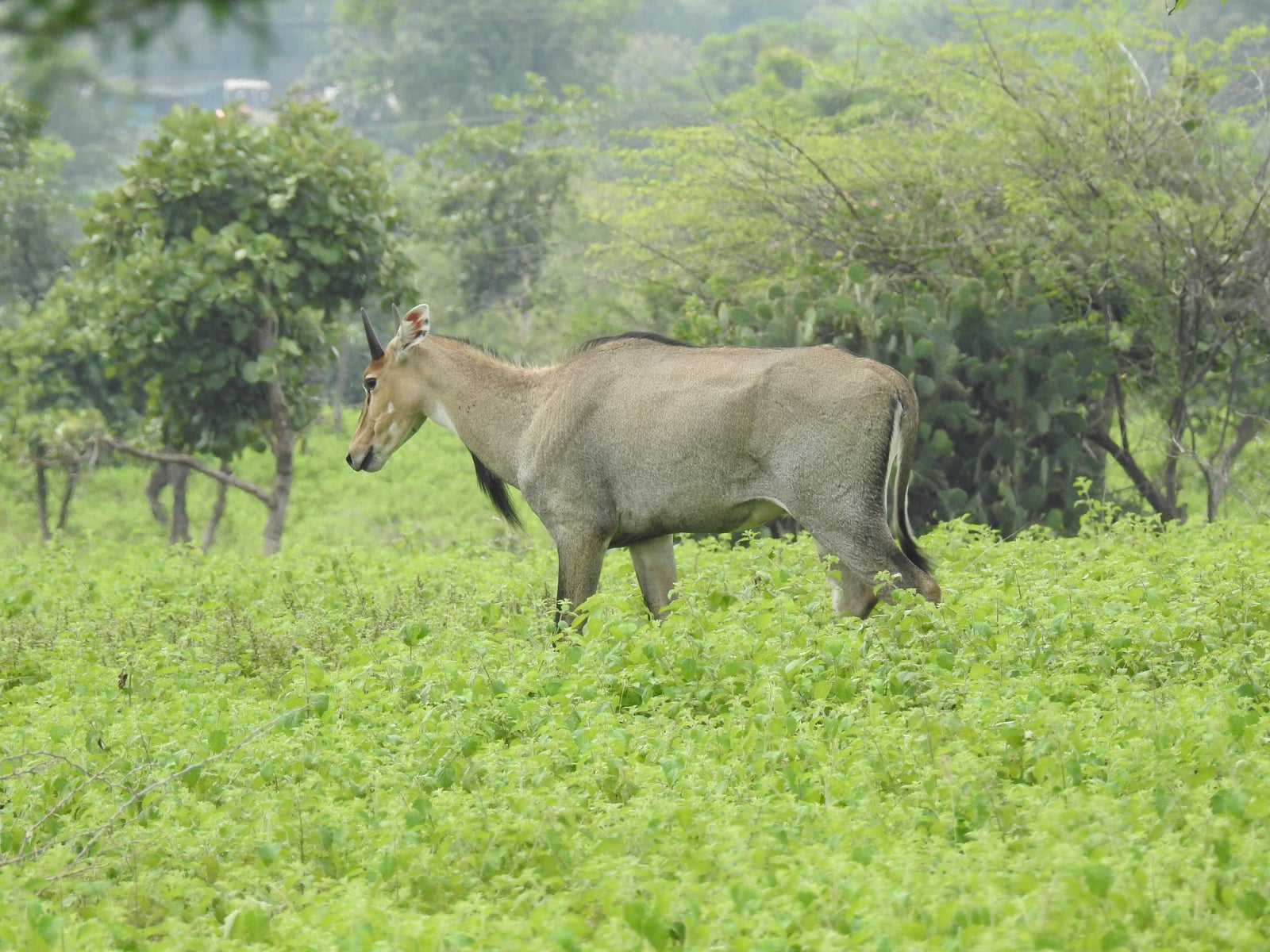 Nilgai Boselaphus tragocamelus male DSCN3846 (1) 01