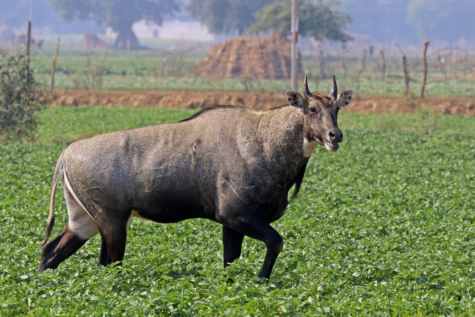 Nilgai (Boselaphus tragocamelus) male