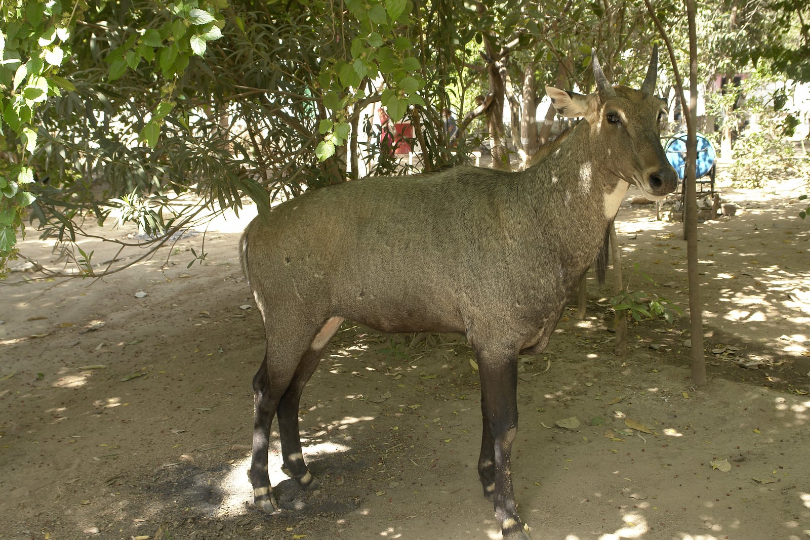 Nilgai, Lakeshwari, Gwalior district, India