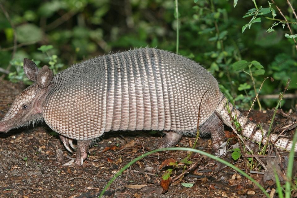 Nine-banded Armadillo