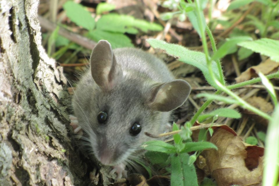 Deer Mouse (Peromyscus maniculatus) (9310532204)