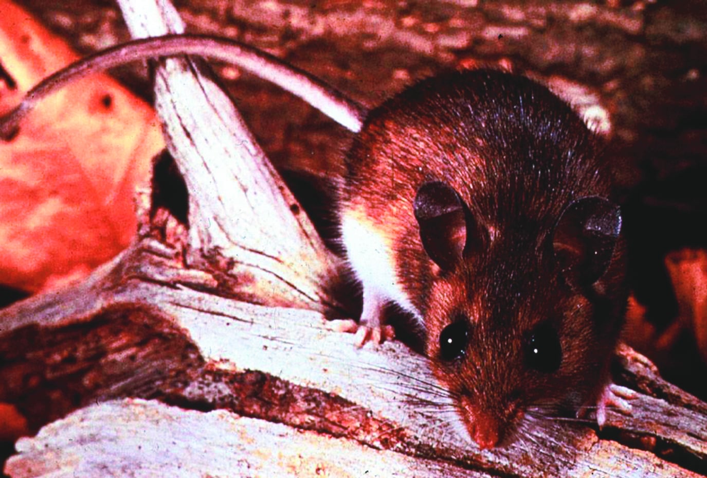 Peromyscus maniculatus