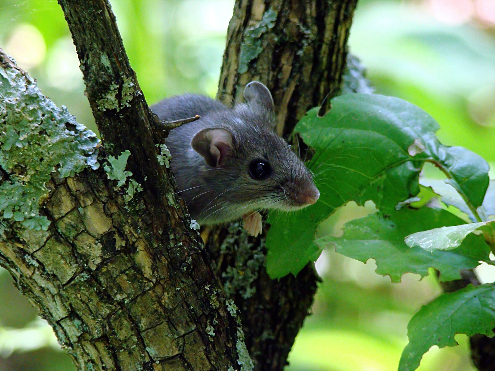 Deer mouse peering out from a lichen-covered tree crook beside a green leaf