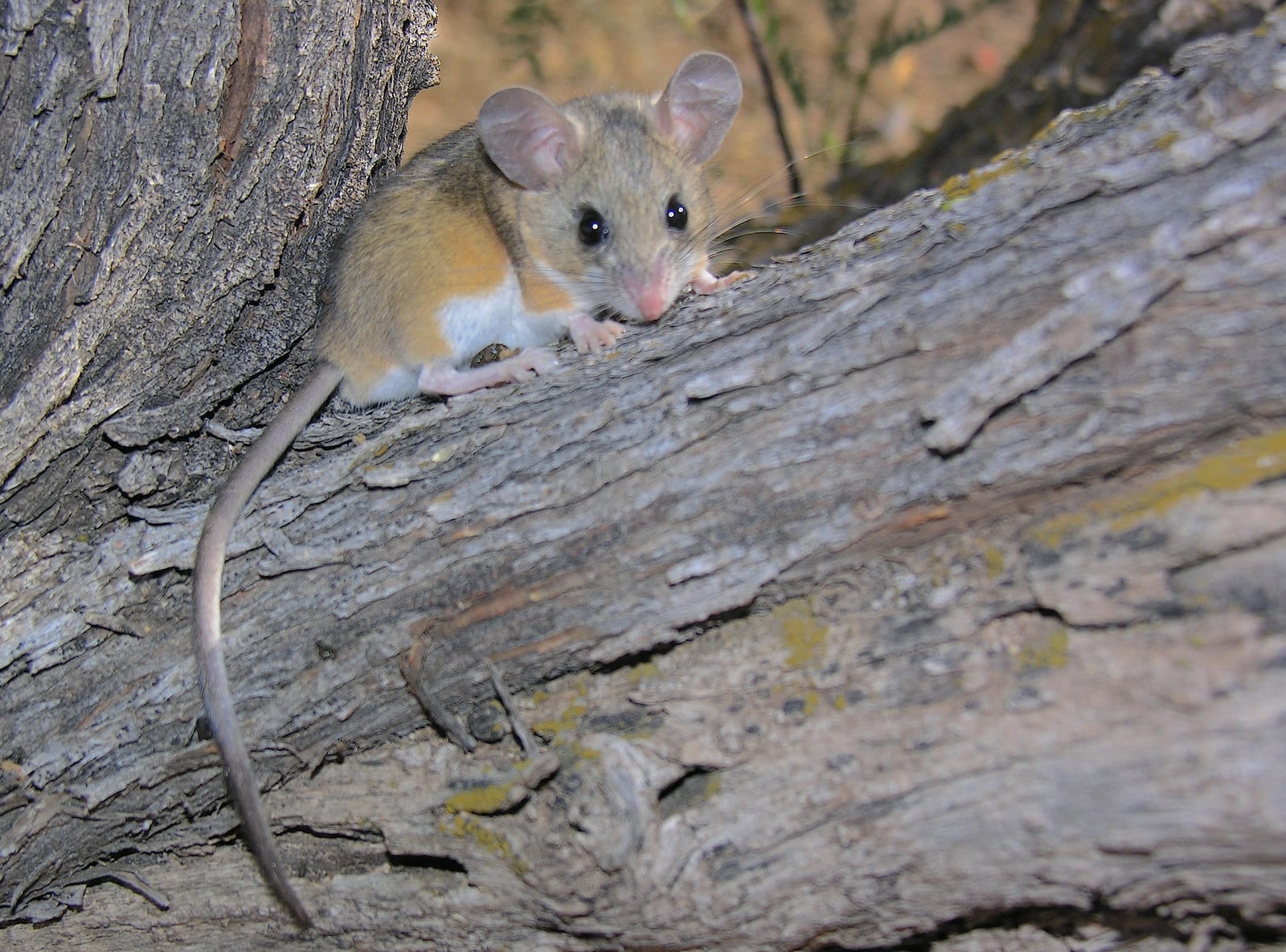 Deer mouse braced on a bark-stripped log, ears forward and alert