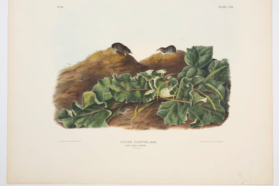 North American least shrew moving through short grass