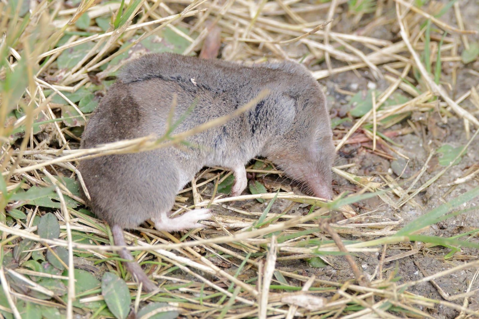North American least shrew moving through short grass