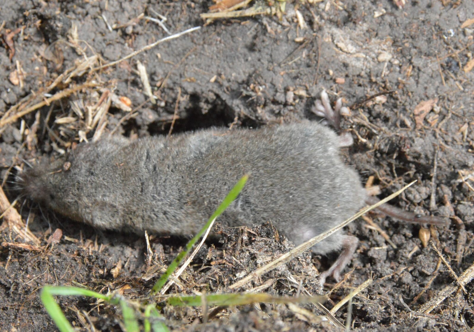 North American least shrew on exposed soil