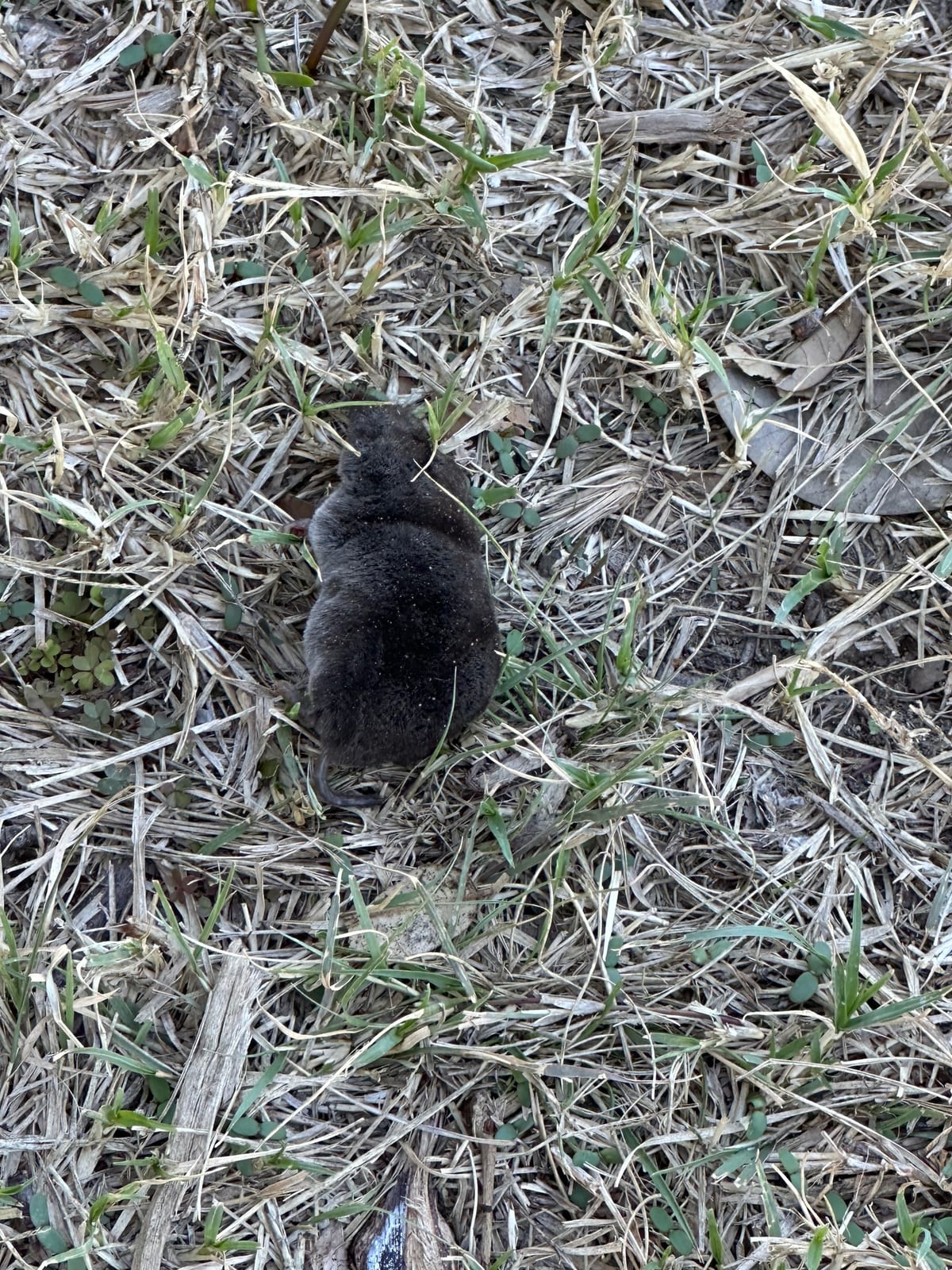 North American least shrew in dry grass