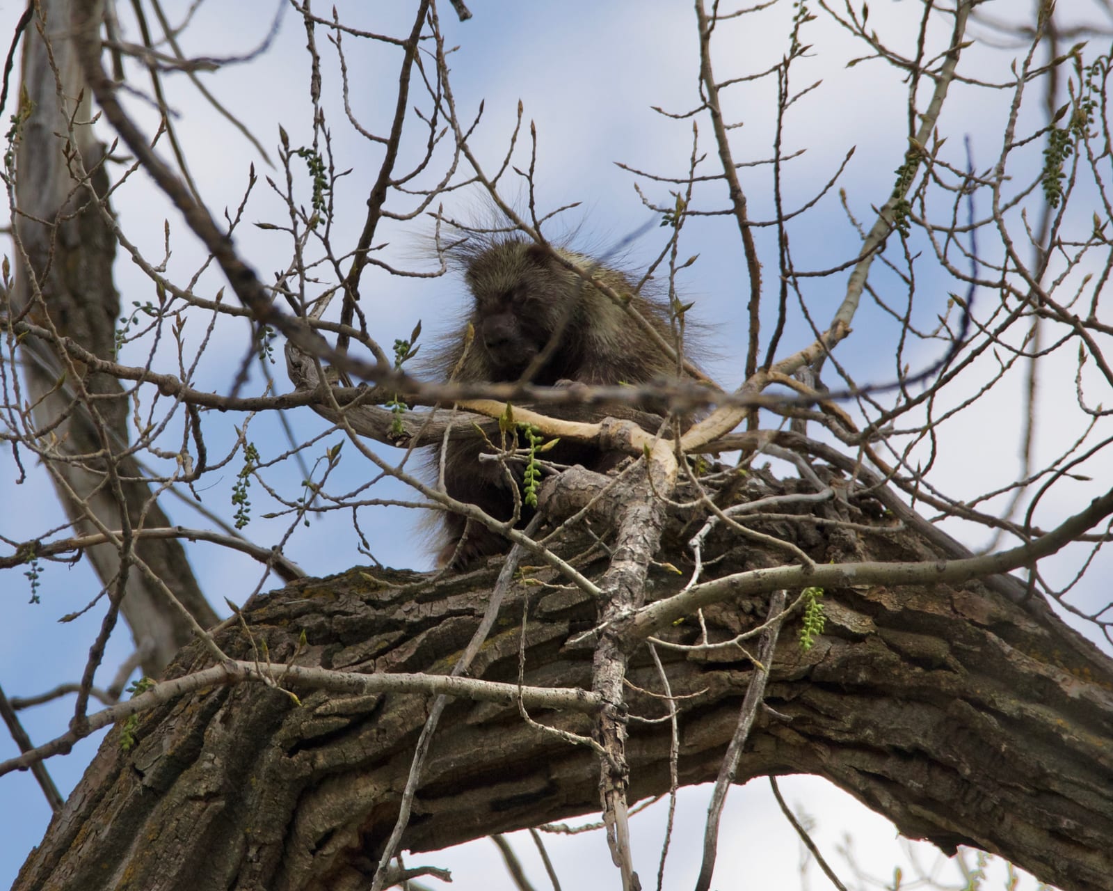 North American Porcupine (Erethizon dorsatum)