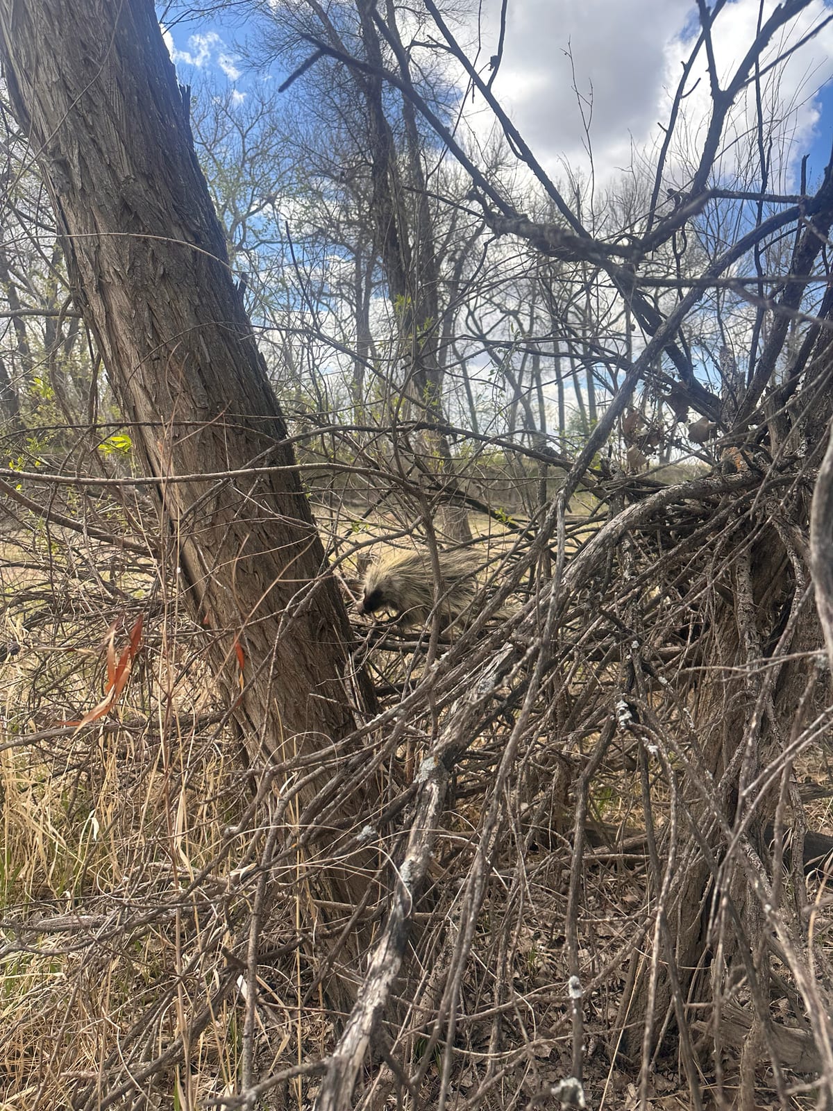 North American Porcupine (Erethizon dorsatum)
